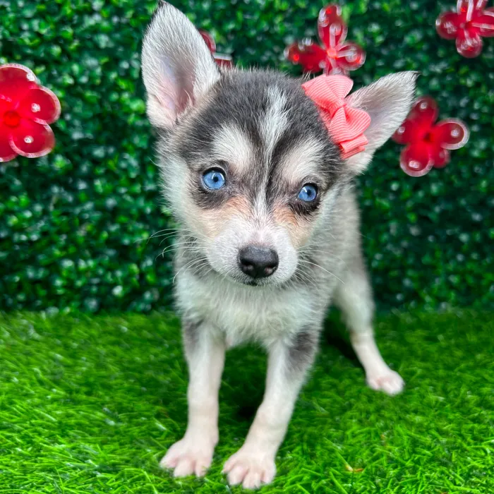 Female Alaskan Klee Kai puppy named *Barbara* for sale at Puppy Dreams - Mansfield.