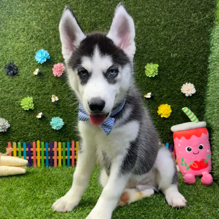 Male Siberian Husky puppy named Koda for sale at Puppy Dreams - Carrollton.