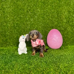 car_main_img_/media/ap_media/pets/VJEOBDBWZTJS116330.webp.250x250_q85.webp