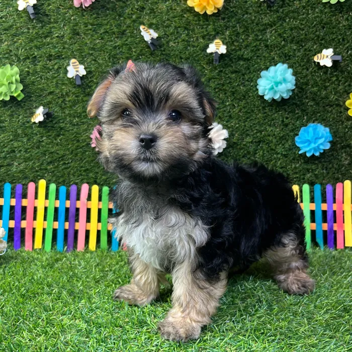 Female Morkie puppy named Amber for sale at Puppy Dreams - Carrollton.
