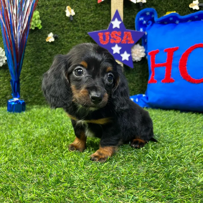 Male Dachshund puppy named Tiny for sale at Puppy Dreams - Carrollton.