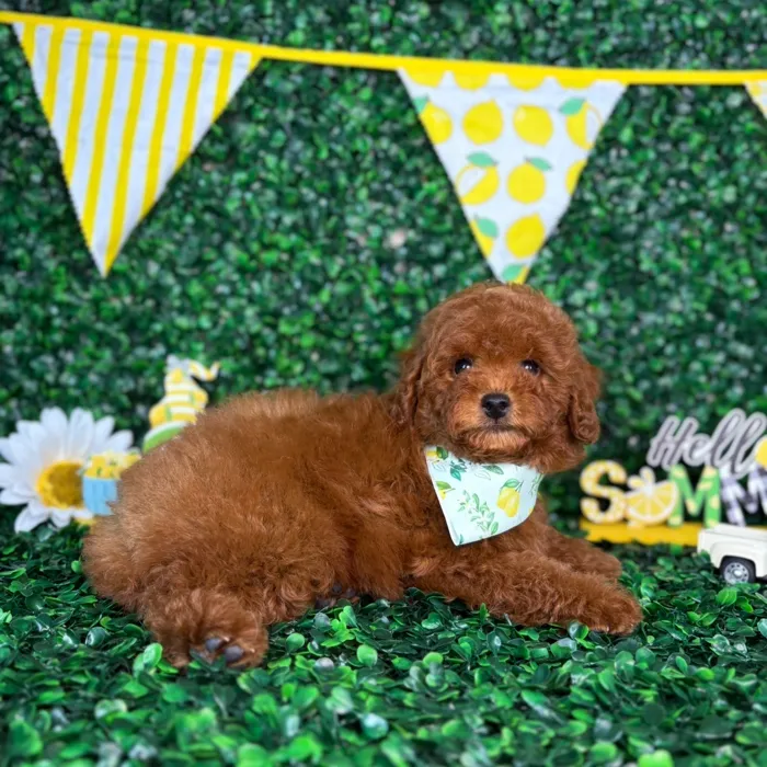 Male Poodle Toy puppy named Teddy for sale at Puppy Dreams - North Richland Hills.