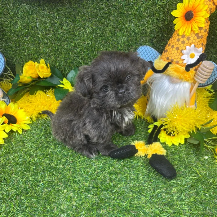 Male Shih Tzu puppy named Frost for sale at Puppy Dreams - Arlington.