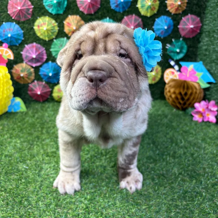 Female Shar Pei puppy named Duchess for sale at Puppy Dreams - Carrollton.