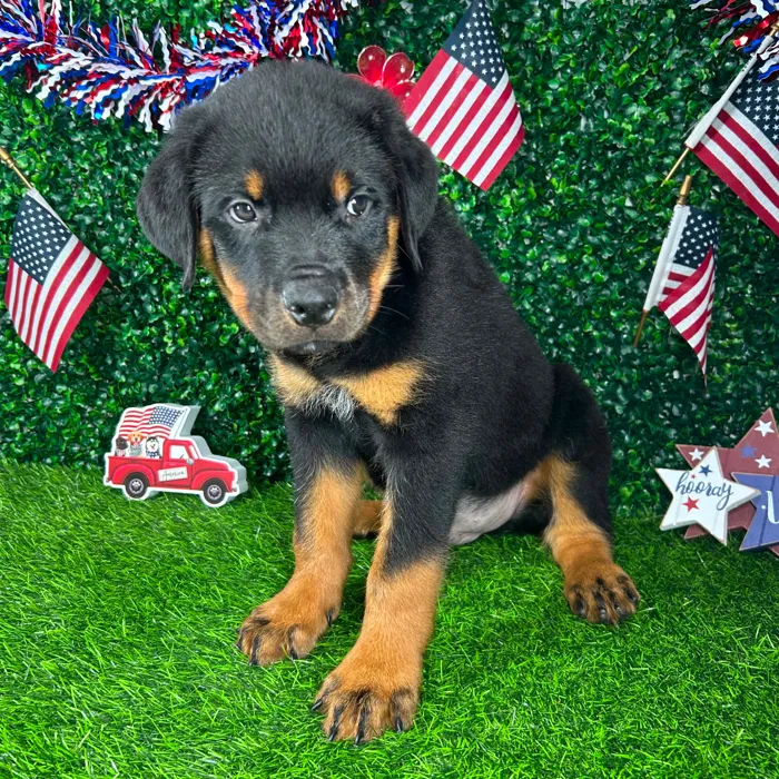 Male Rottweiler puppy named *Snickers* for sale at Puppy Dreams - Mansfield.