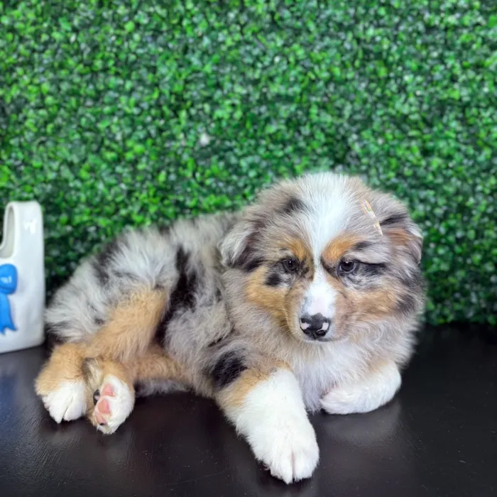 Female Miniature American Shepherd puppy named Hazel for sale at Puppy Dreams - North Richland Hills.
