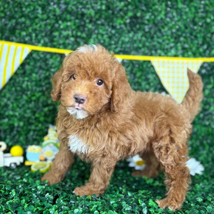 Male Mini Goldendoodle puppy named Milo for sale at Puppy Dreams - North Richland Hills.