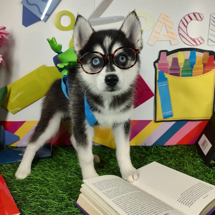 Male Pomsky puppy named *Mr. Loganbill* for sale at Puppy Dreams - Mansfield.