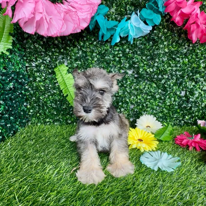 Female Mini Schnauzer puppy named Sphynx for sale at Puppy Dreams - Denton.