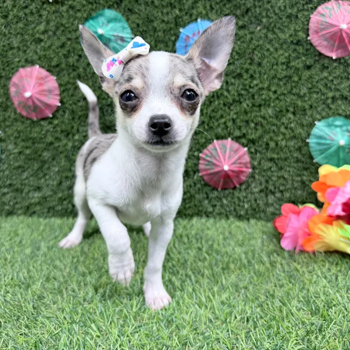 Female Chihuahua puppy named Maya for sale at Puppy Dreams - Carrollton.