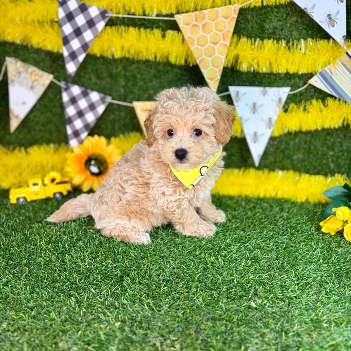 Male Bichon-Poodle puppy named Chia for sale at Puppy Dreams - Arlington.