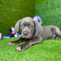 car_main_img_/media/ap_media/pets/VNCFJDXPGOOB128842.webp.250x250_q85.webp