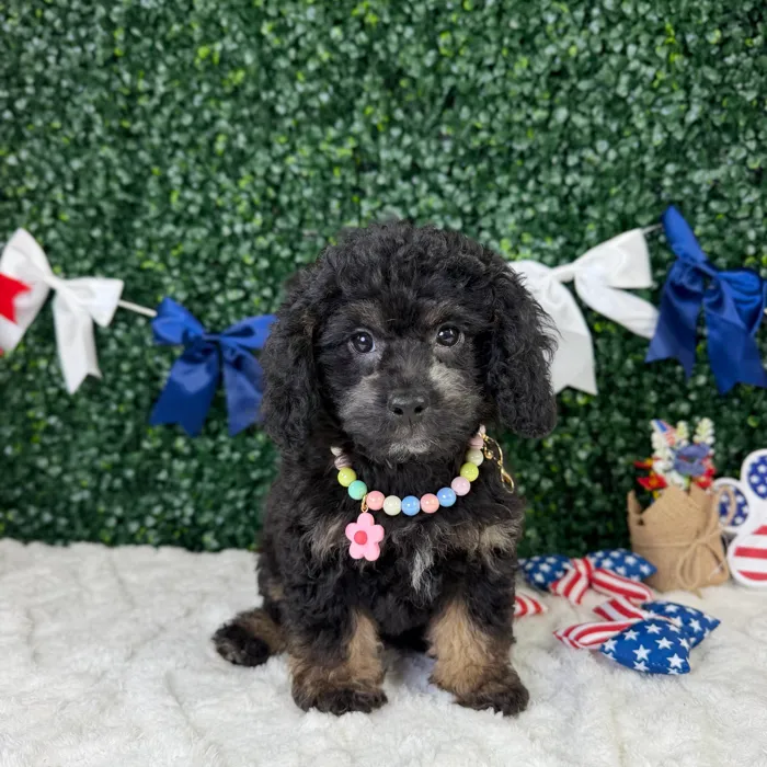Female Cockapoo puppy named Mabel for sale at Puppy Dreams - Garland.
