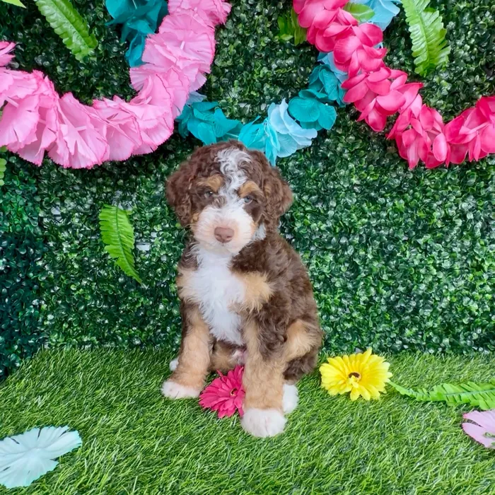 Male Bernedoodle Mini puppy named Rocky Road for sale at Puppy Dreams - Denton.