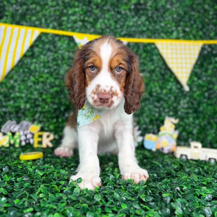 Male English Springer Spaniel puppy named Archie for sale at Puppy Dreams - North Richland Hills.