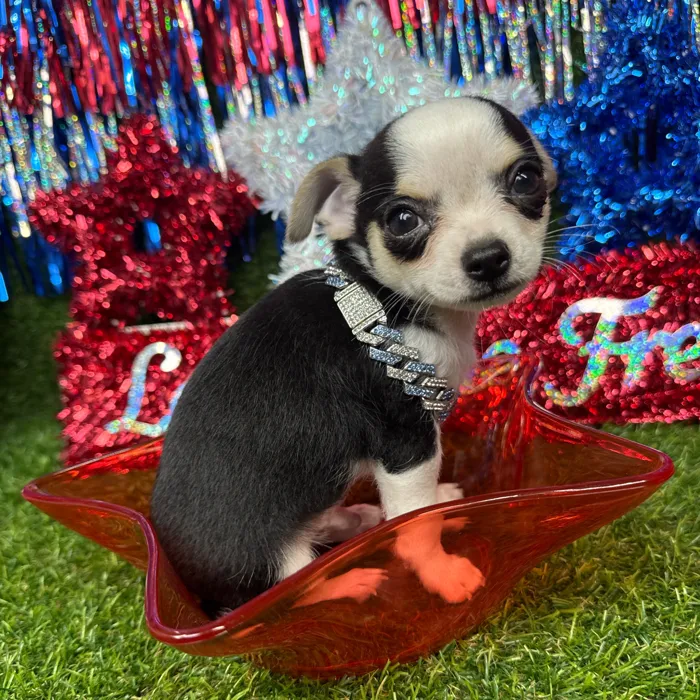 Male Chihuahua puppy named Squish for sale at Puppy Dreams - Arlington.