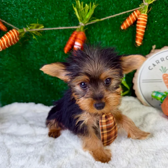 Male Yorkie puppy named Valentino for sale at Puppy Dreams - Garland.