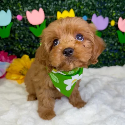 Male Cavapoo puppy named Cisco for sale at Puppy Dreams - Garland.