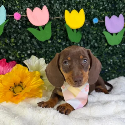 Female Dachshund puppy named Velvet for sale at Puppy Dreams - Garland.