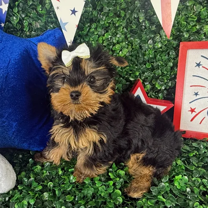 Female Yorkie puppy named Mia for sale at Puppy Dreams - North Richland Hills.