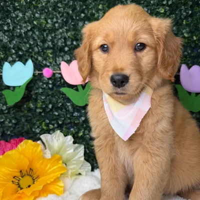 Female Golden Retriever puppy named Meadow for sale at Puppy Dreams - Garland.