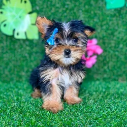 car_main_img_/media/ap_media/pets/VSTHTQDPHDYG134377.webp.250x250_q85.webp