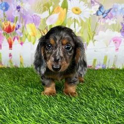 car_main_img_/media/ap_media/pets/VTAMXLNNKIER130066.webp.250x250_q85.webp