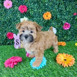 Male Maltipoo puppy named Fajita for sale at Puppy Dreams - Denton.