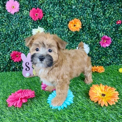Female Maltipoo puppy named Fajita for sale at Puppy Dreams - Denton.