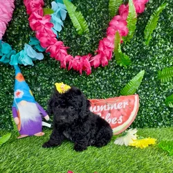 Female Mini Poodle puppy named Squirrel for sale at Puppy Dreams - Denton.