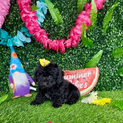 Female Mini Poodle puppy named Squirrel for sale at Puppy Dreams - Denton.