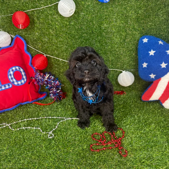 Male Cavapoo puppy named Renne for sale at Puppy Dreams - Arlington.