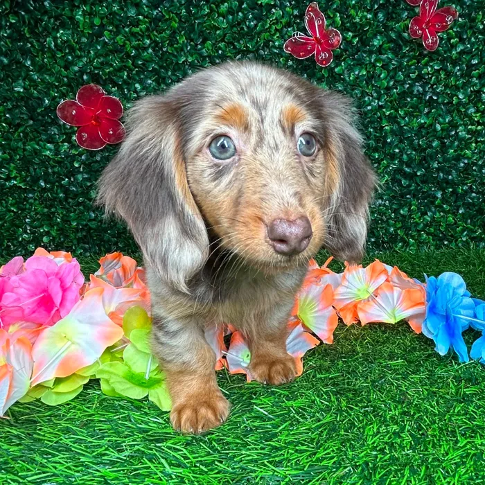 Male Dachshund puppy named *Timber* for sale at Puppy Dreams - Mansfield.