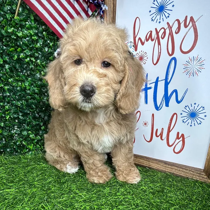 Female Mini Goldendoodle puppy named *Pop* for sale at Puppy Dreams - Mansfield.