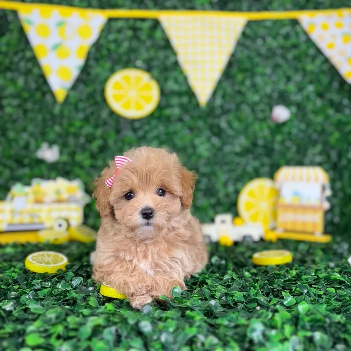 Female Maltipoo puppy named Amy for sale at Puppy Dreams - North Richland Hills.