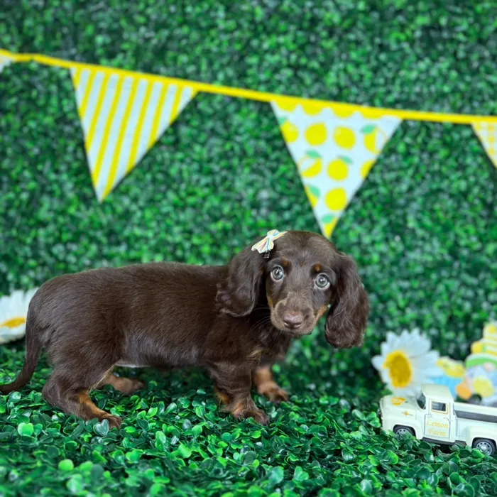 Female Dachshund puppy named Dulce for sale at Puppy Dreams - North Richland Hills.