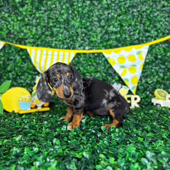 Female Dachshund puppy named Diana for sale at Puppy Dreams - North Richland Hills.