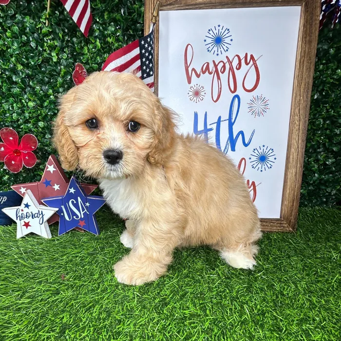 Male Cavapoo puppy named *Rocket* for sale at Puppy Dreams - Mansfield.