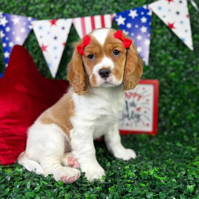 Female Cockalier puppy named Sugar for sale at Puppy Dreams - North Richland Hills.