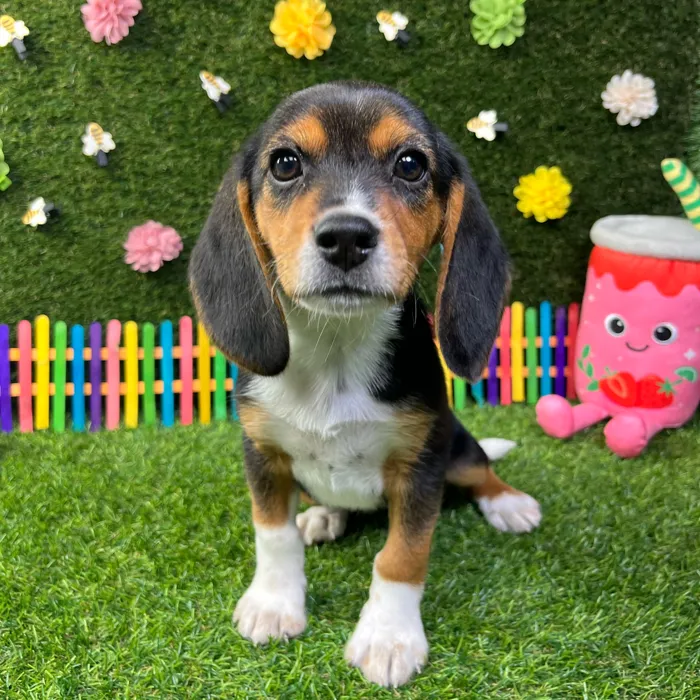 Female Beagle puppy named Sandy for sale at Puppy Dreams - Carrollton.