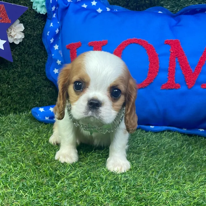 Male Cavalier King Charles Spaniel puppy named Beau for sale at Puppy Dreams - Carrollton.