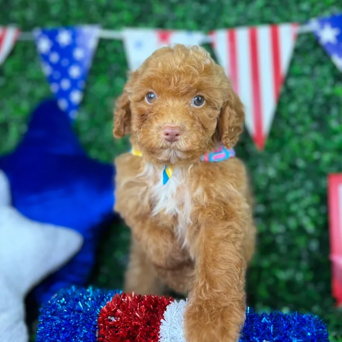 Male Mini Poodle puppy named Jasper for sale at Puppy Dreams - North Richland Hills.