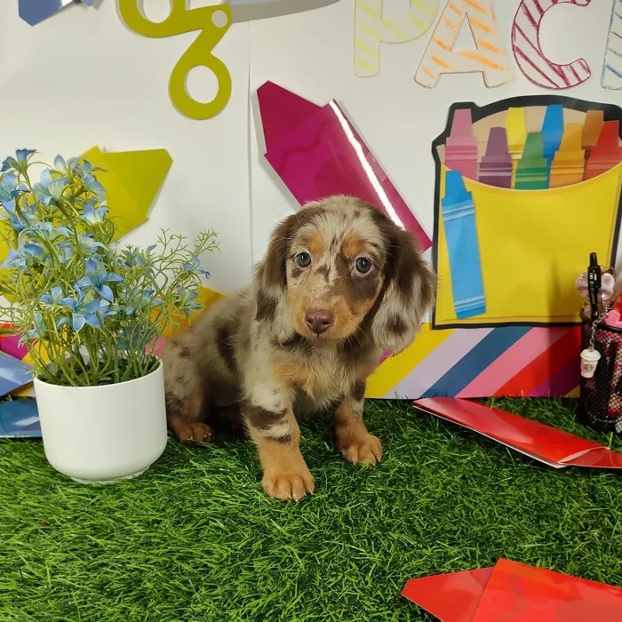 Female Dachshund puppy named *Mrs. Rennabecka* for sale at Puppy Dreams - Mansfield.