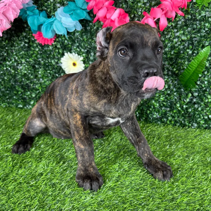 Female Cane Corso puppy named Patty Melt for sale at Puppy Dreams - Denton.