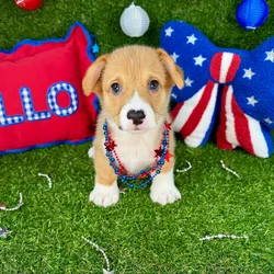 Male Pembroke Welsh Corgi puppy named Galaxy for sale at Puppy Dreams - Arlington.