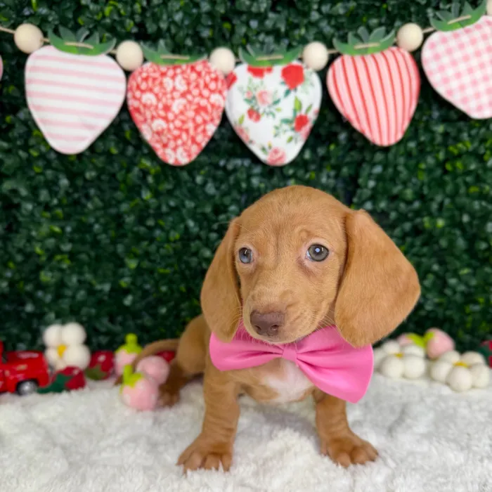 Female Dachshund puppy named Maple for sale at Puppy Dreams - Garland.