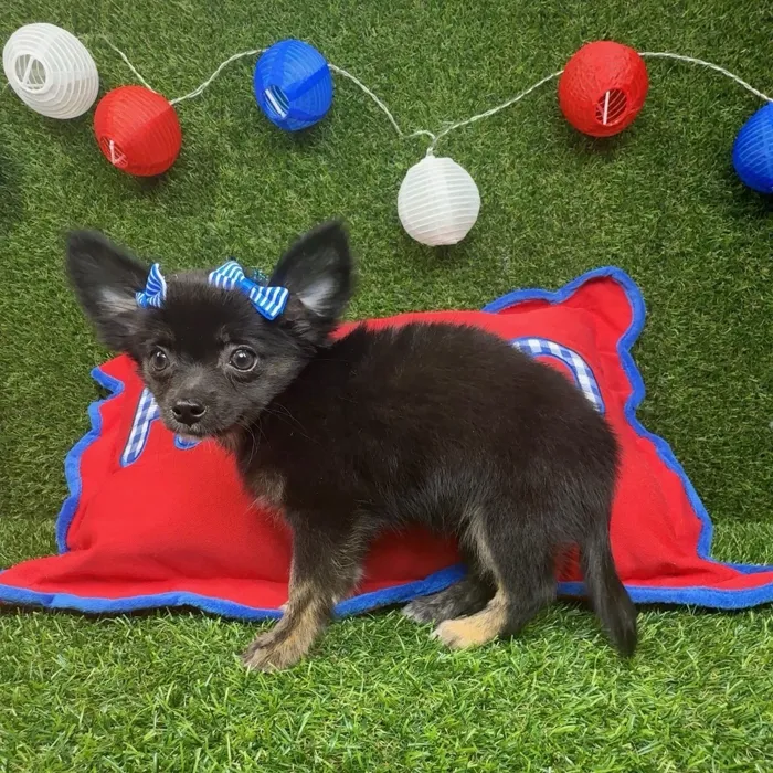 Female Chihuahua puppy named Little Bit for sale at Puppy Dreams - Arlington.
