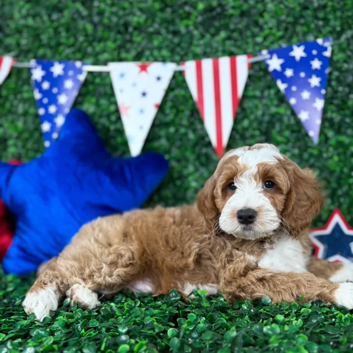 Male Mini Goldendoodle puppy named Mochi for sale at Puppy Dreams - North Richland Hills.