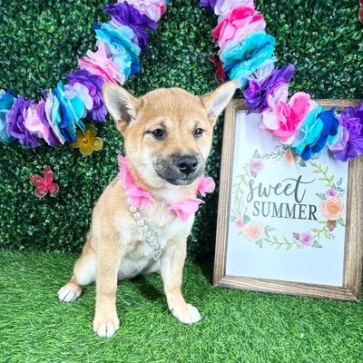 Female Shiba Inu puppy named *Odessa* for sale at Puppy Dreams - Mansfield.