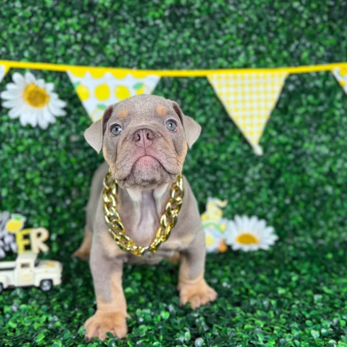 Male English Bulldog puppy named Tank for sale at Puppy Dreams - North Richland Hills.